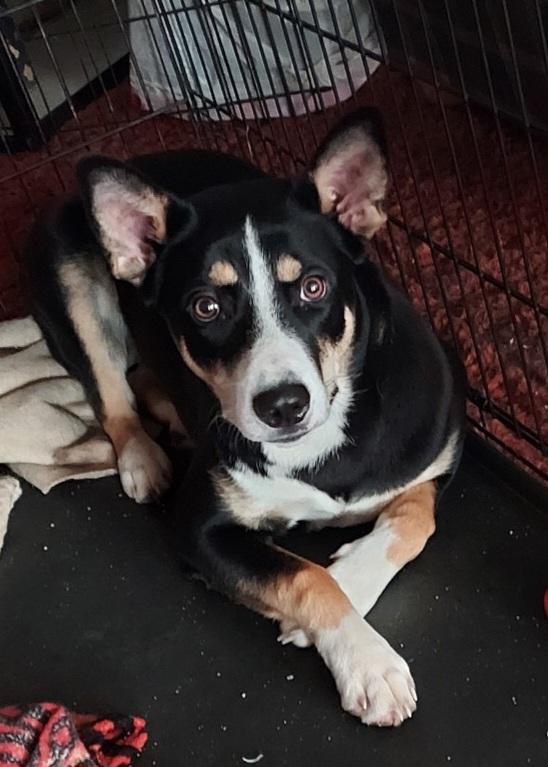 Enlarge Harley , a ADOPTABLE Australian Kelpie in Goldendale, WA image 5/6