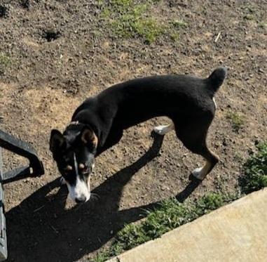 Enlarge Harley , a ADOPTABLE Australian Kelpie in Goldendale, WA image 4/6