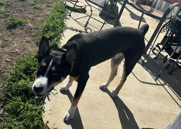 Enlarge Harley , a ADOPTABLE Australian Kelpie in Goldendale, WA image 3/6