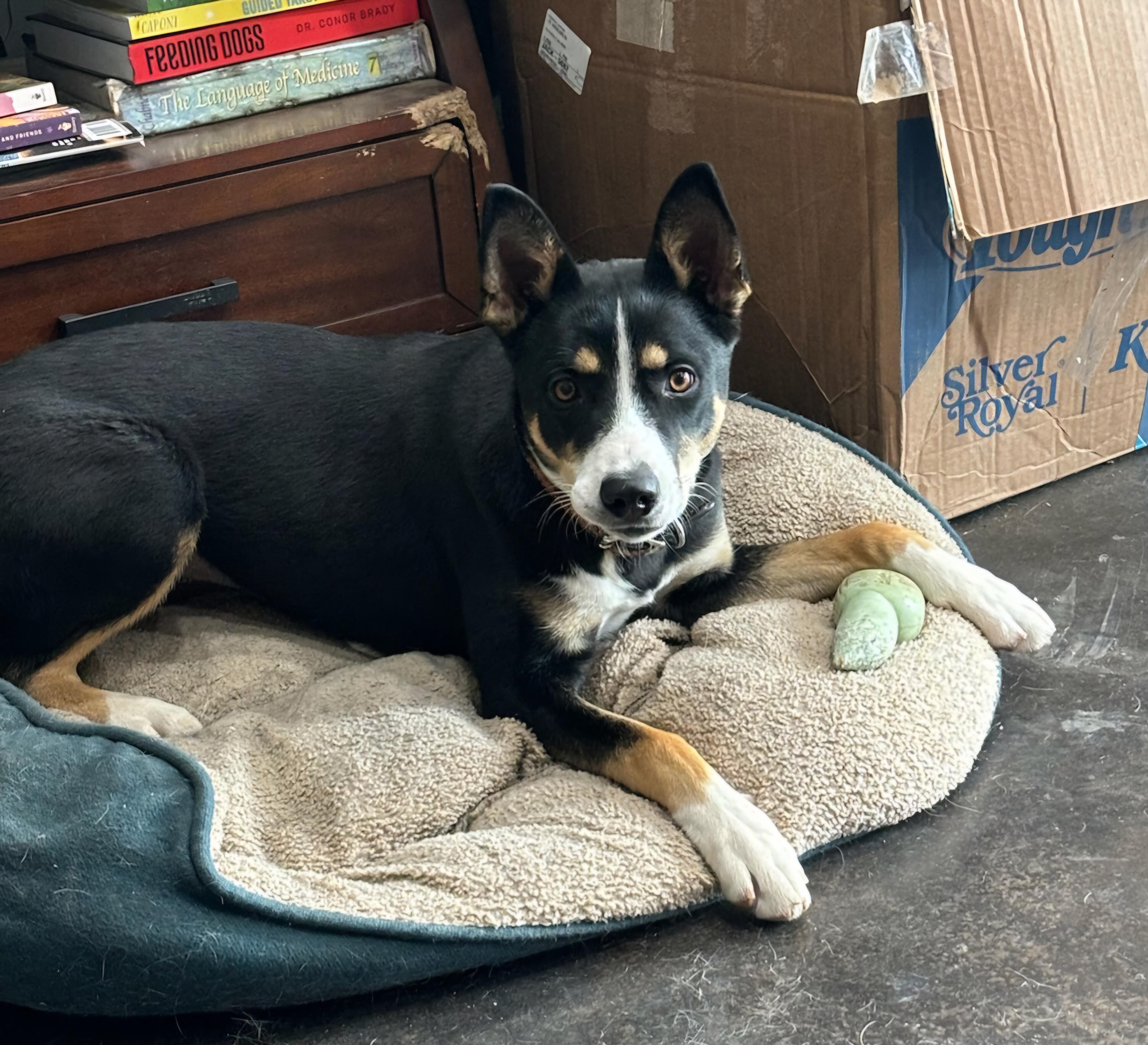 Enlarge Harley , a ADOPTABLE Australian Kelpie in Goldendale, WA image 6/6