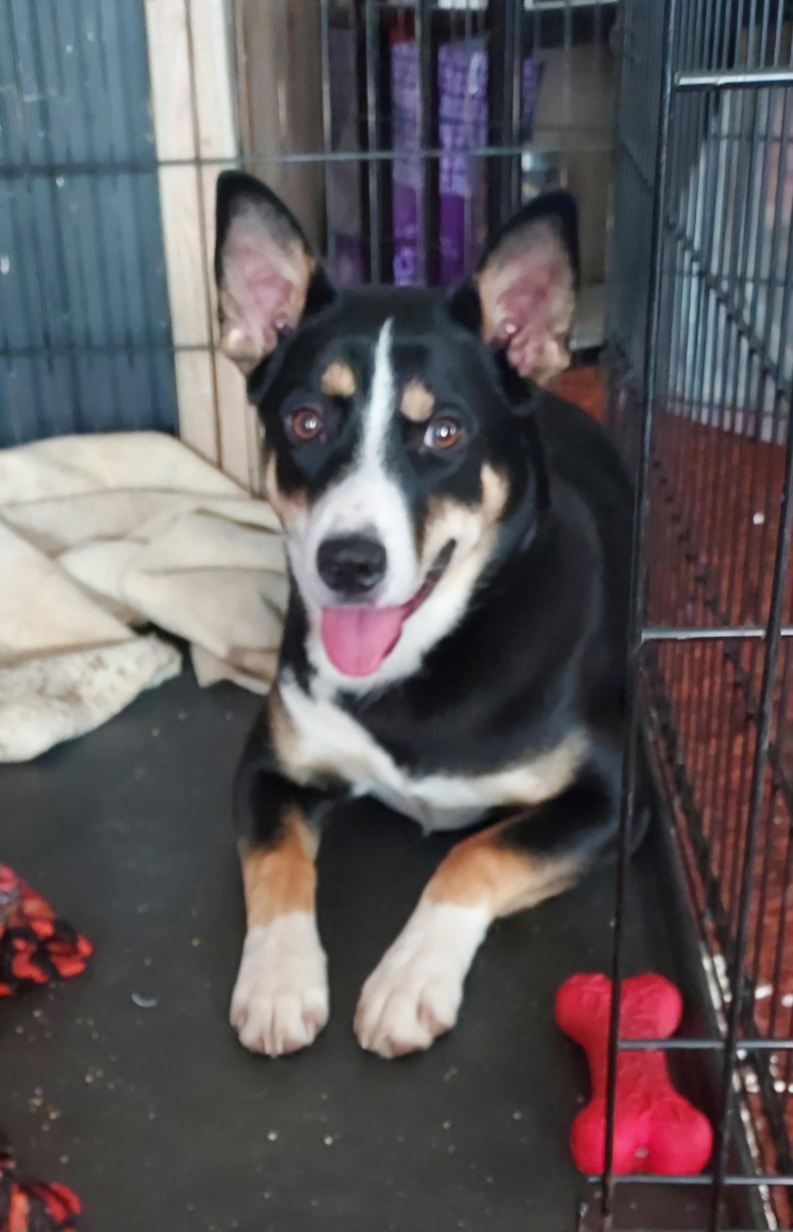 Enlarge Harley , a ADOPTABLE Australian Kelpie in Goldendale, WA image 1/6