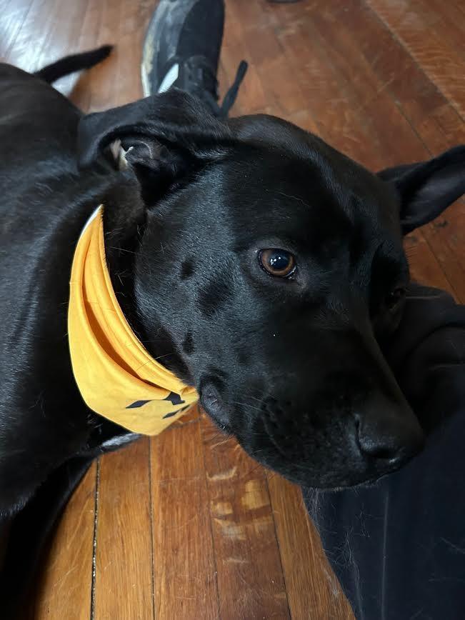 Lillith, Adoptable, Young Female Mixed Breed.