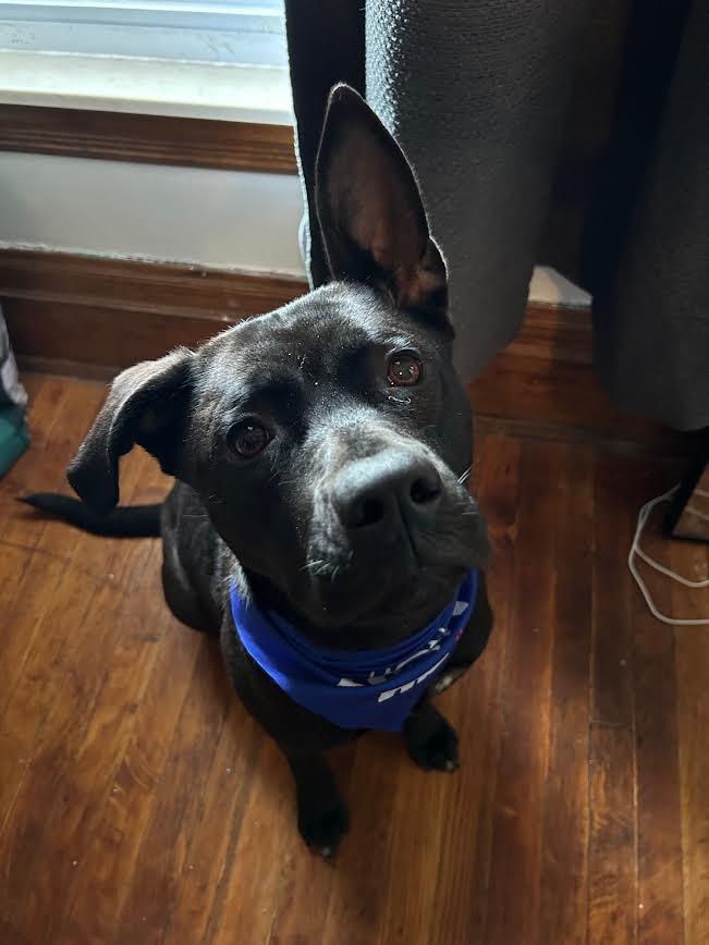 Enlarge Lillith, a Adoptable mixed breed in Detroit, MI image 2/6