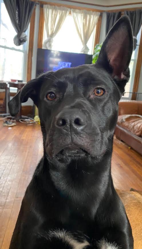 Enlarge Lillith, a Adoptable mixed breed in Detroit, MI image 3/6