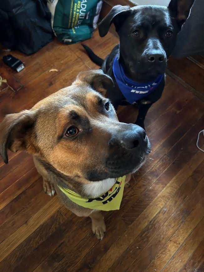 Enlarge Lillith, a Adoptable mixed breed in Detroit, MI image 4/6