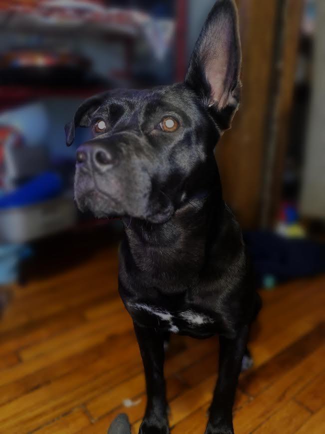 Enlarge Lillith, a Adoptable mixed breed in Detroit, MI image 6/6