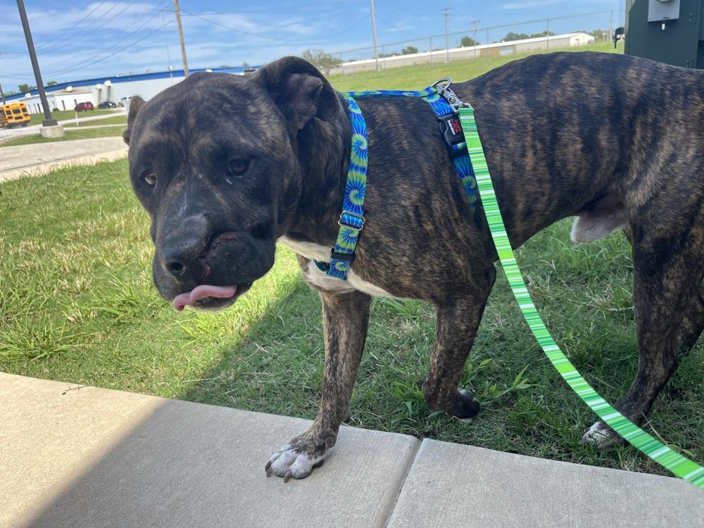 Enlarge Trooper, a Adoptable mixed breed in Wellington, KS image 1/3