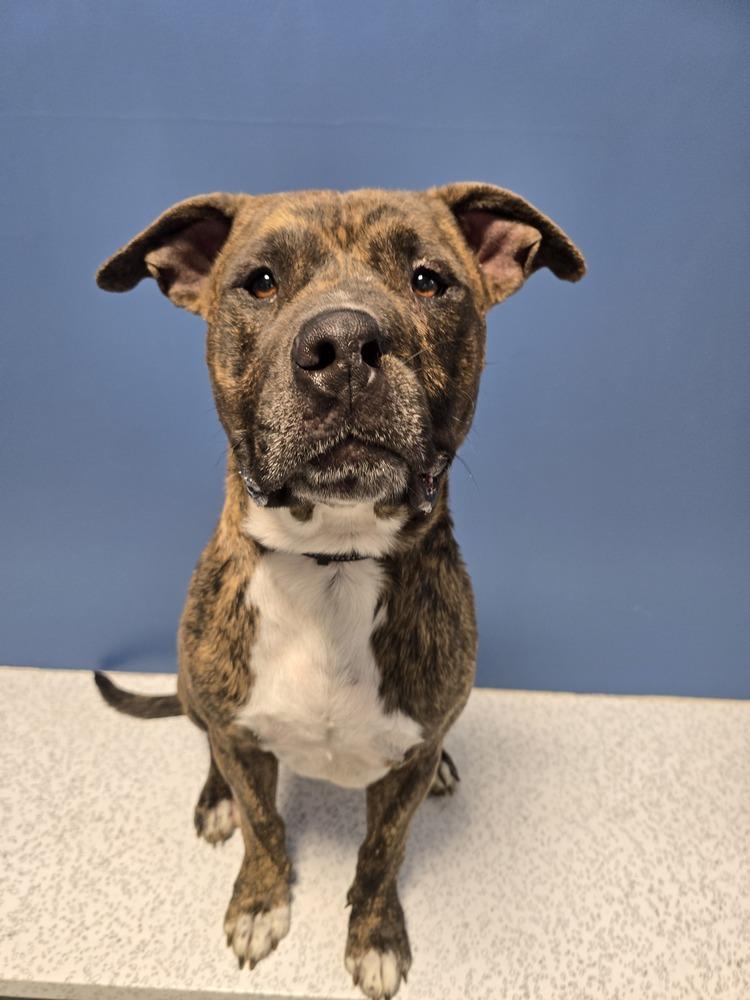 Enlarge Trooper, a Adoptable mixed breed in Wellington, KS image 4/6