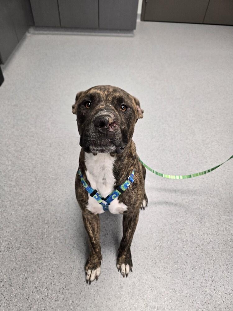 Enlarge Trooper, a Adoptable mixed breed in Wellington, KS image 3/3