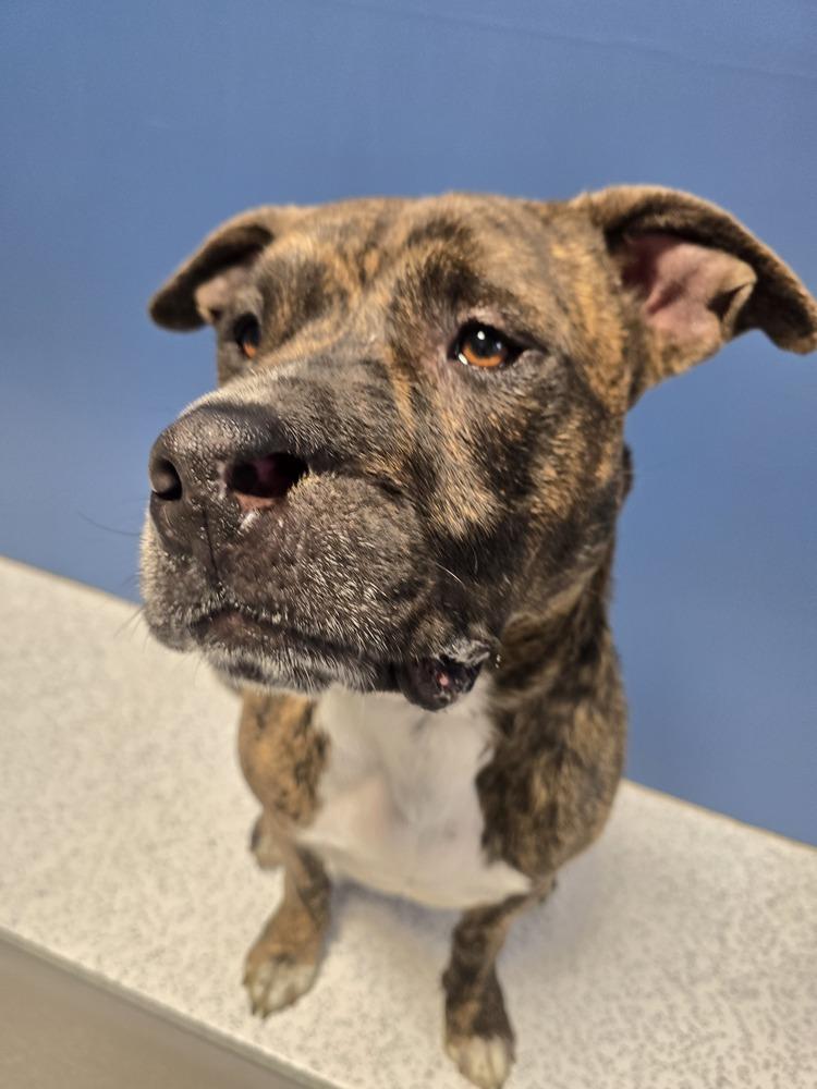 Enlarge Trooper, a Adoptable mixed breed in Wellington, KS image 6/6