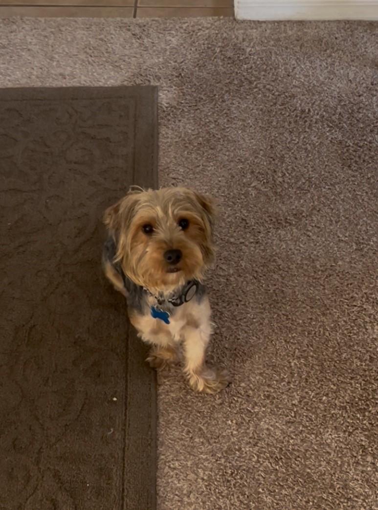 Enlarge Danny, an adopted mixed breed in Orlando, FL image 4/4