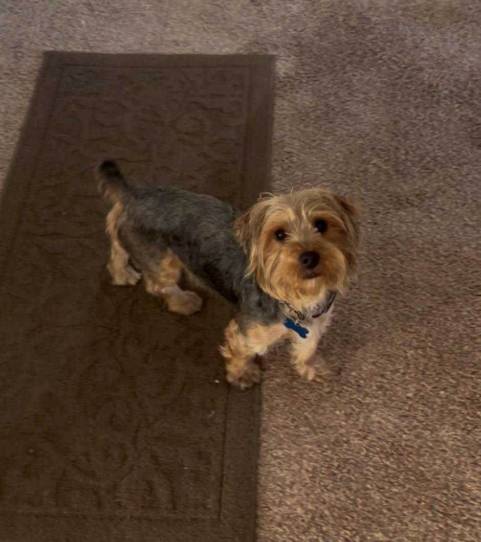 Danny, adopted, Adult Male Yorkshire Terrier.