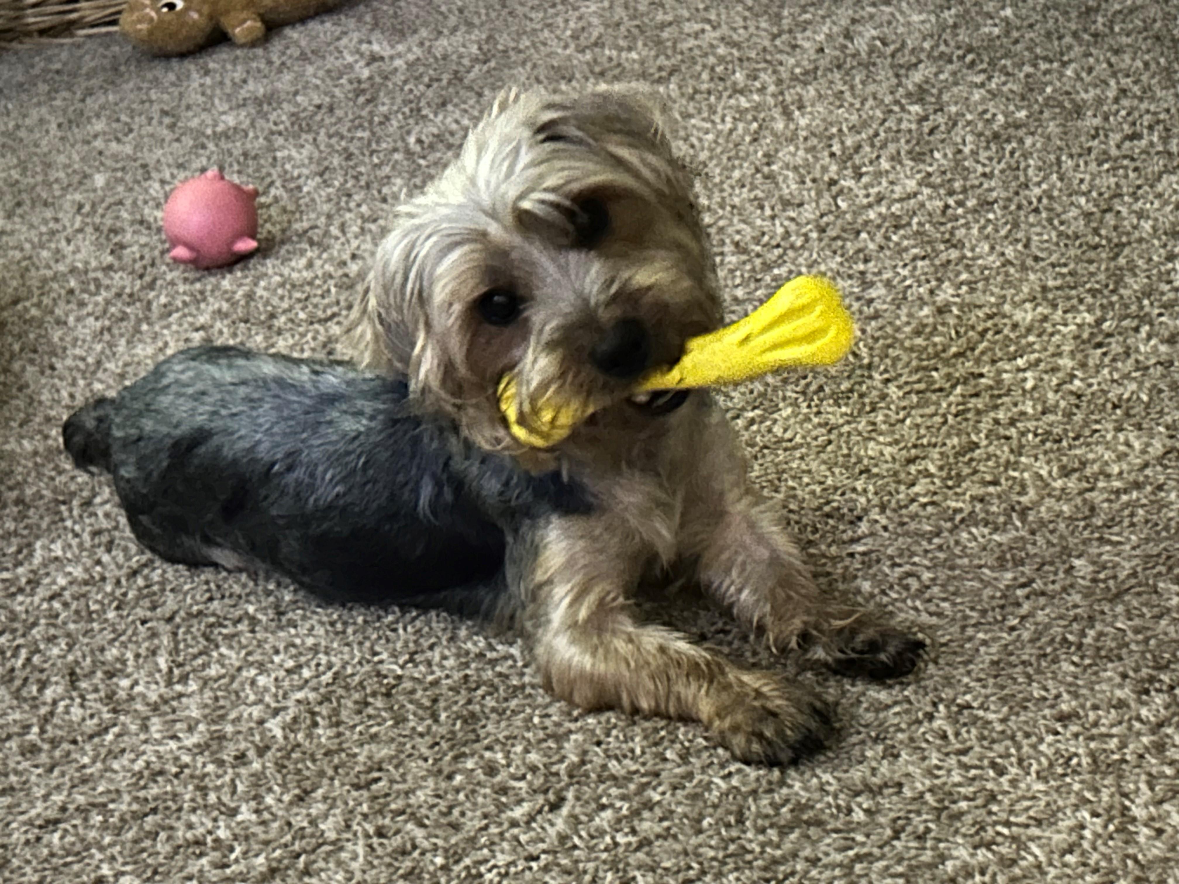 Enlarge Danny, an adopted mixed breed in Orlando, FL image 3/4