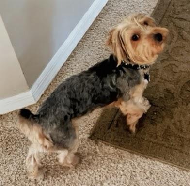 Enlarge Danny, an adopted mixed breed in Orlando, FL image 2/4