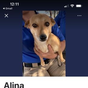 Alina, adopted, Adult Female Chihuahua.