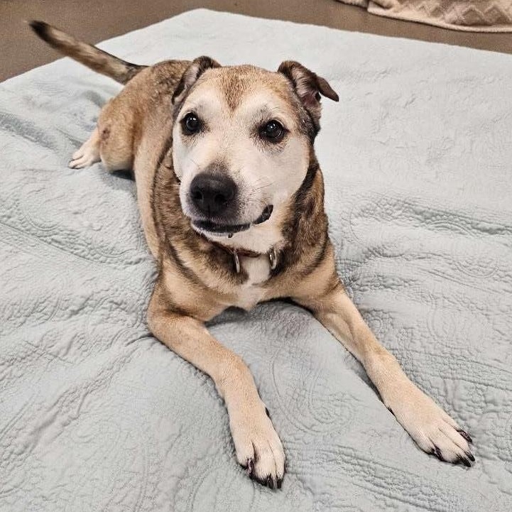 Katie, Adopted, Senior Female Cattle Dog.