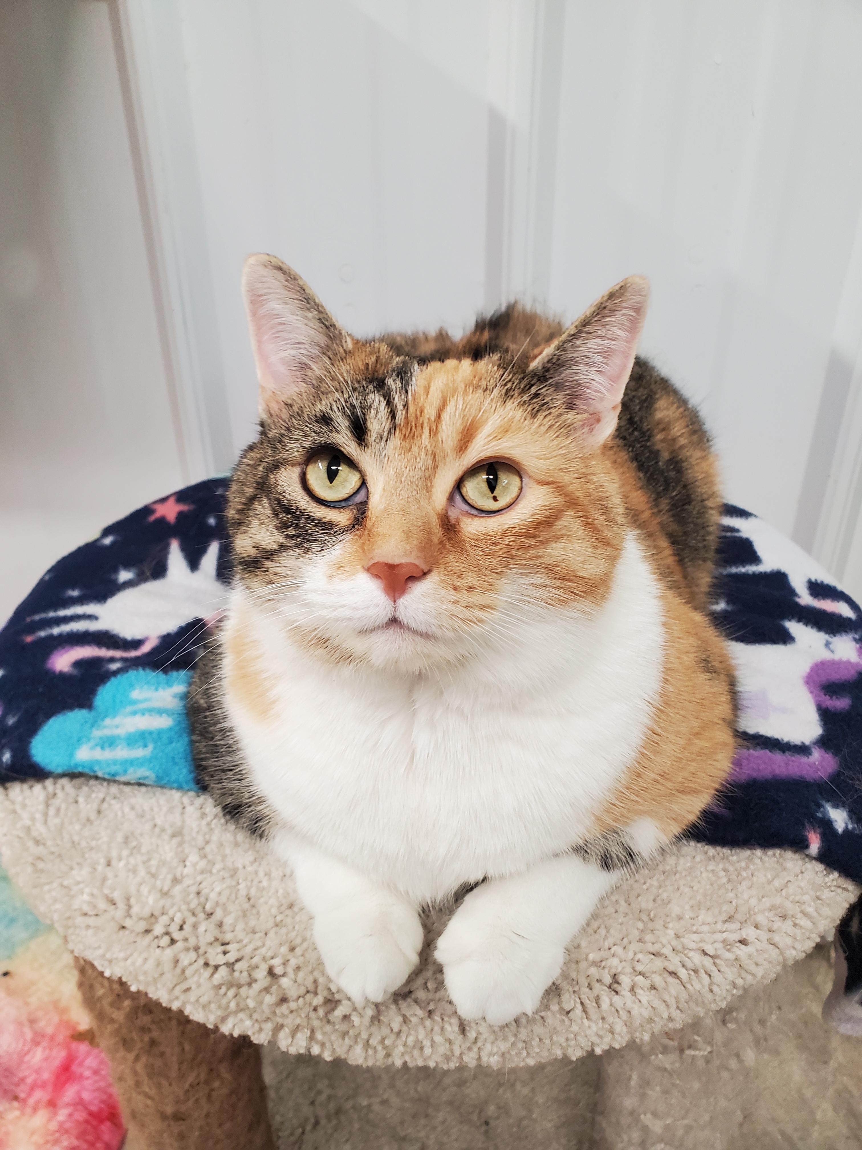 Big Callie