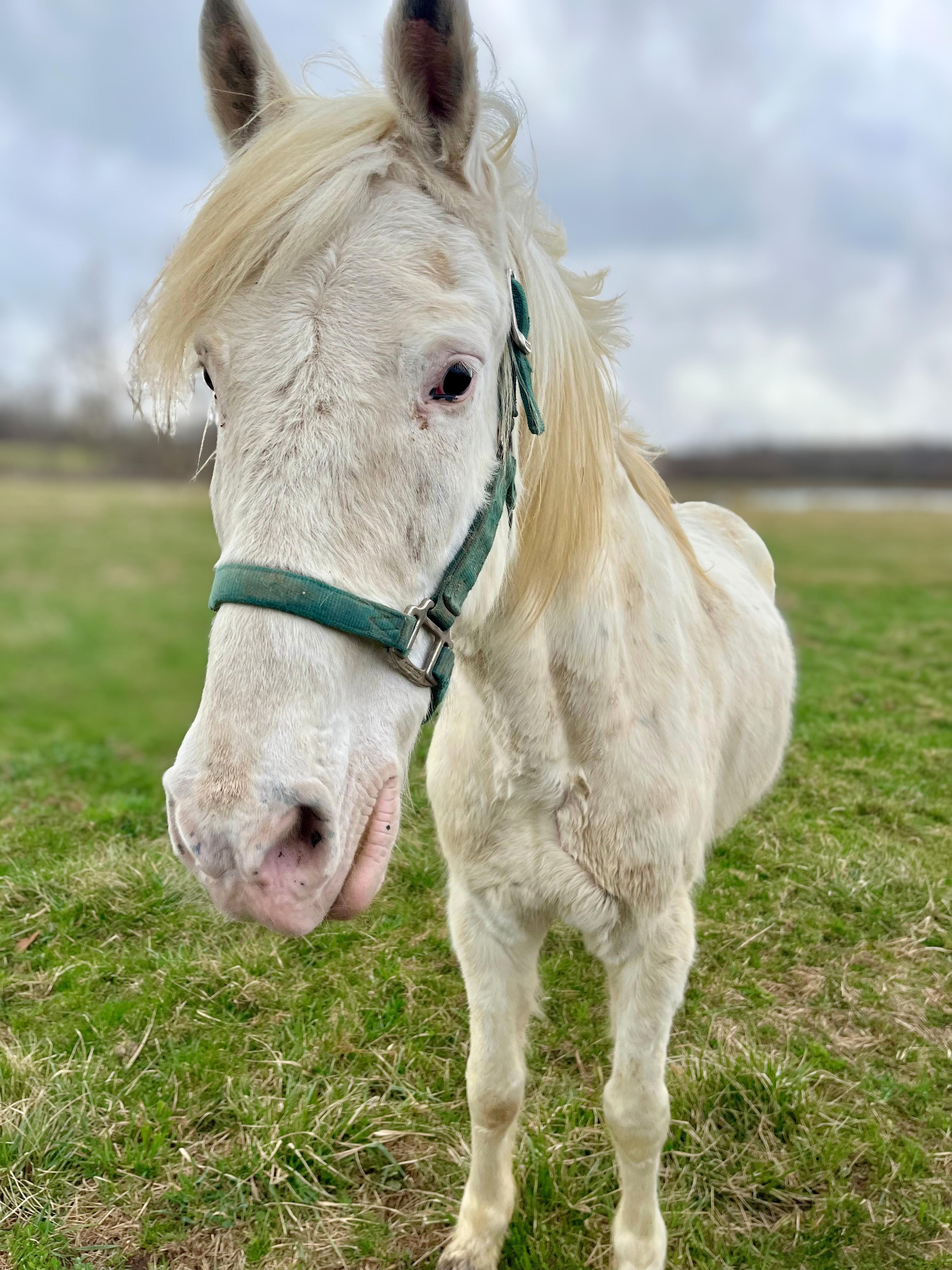 Enlarge Acesa, a Adoptable Paso Fino in Seville, OH image 2/4