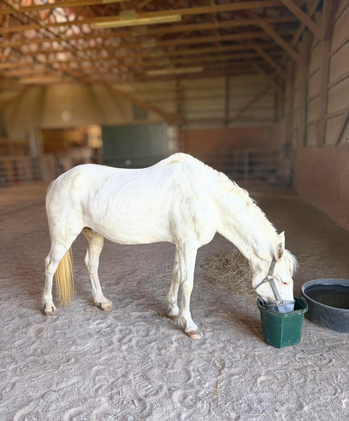 Enlarge Acesa, a Adoptable Paso Fino in Seville, OH image 3/4