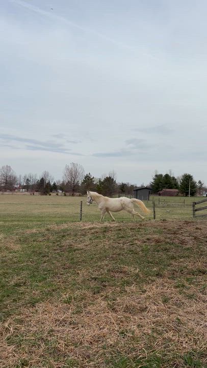 Enlarge Acesa, a Adoptable Paso Fino in Seville, OH video 4/4