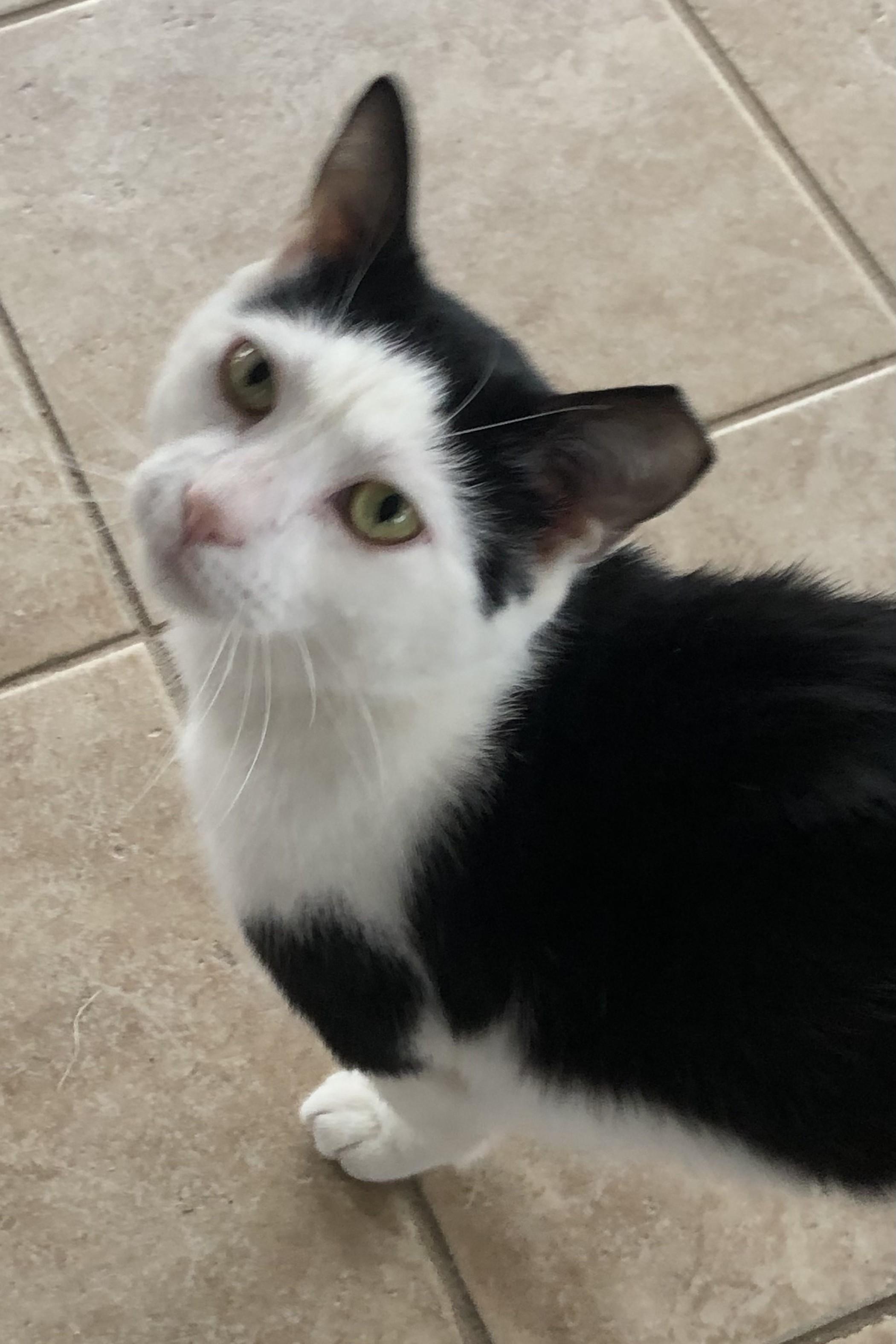 Enlarge Sushi, an adopted Domestic Short Hair in Lemoyne, PA image 2/3