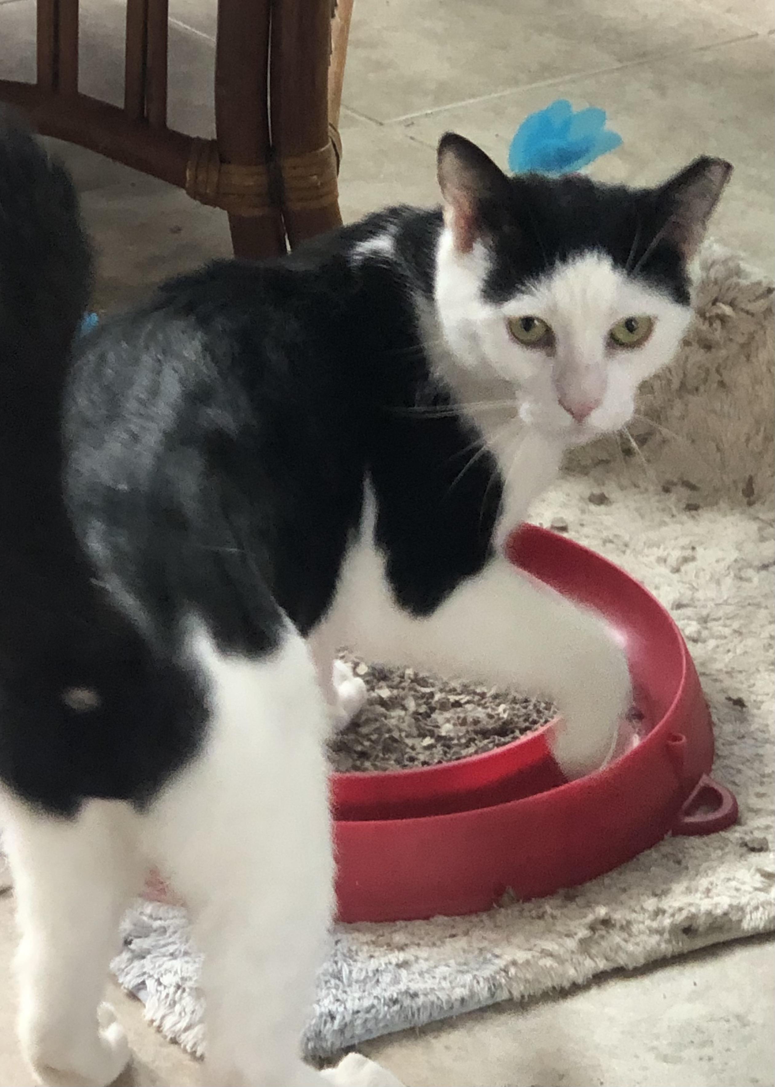 Enlarge Sushi, an adopted Domestic Short Hair in Lemoyne, PA image 3/3