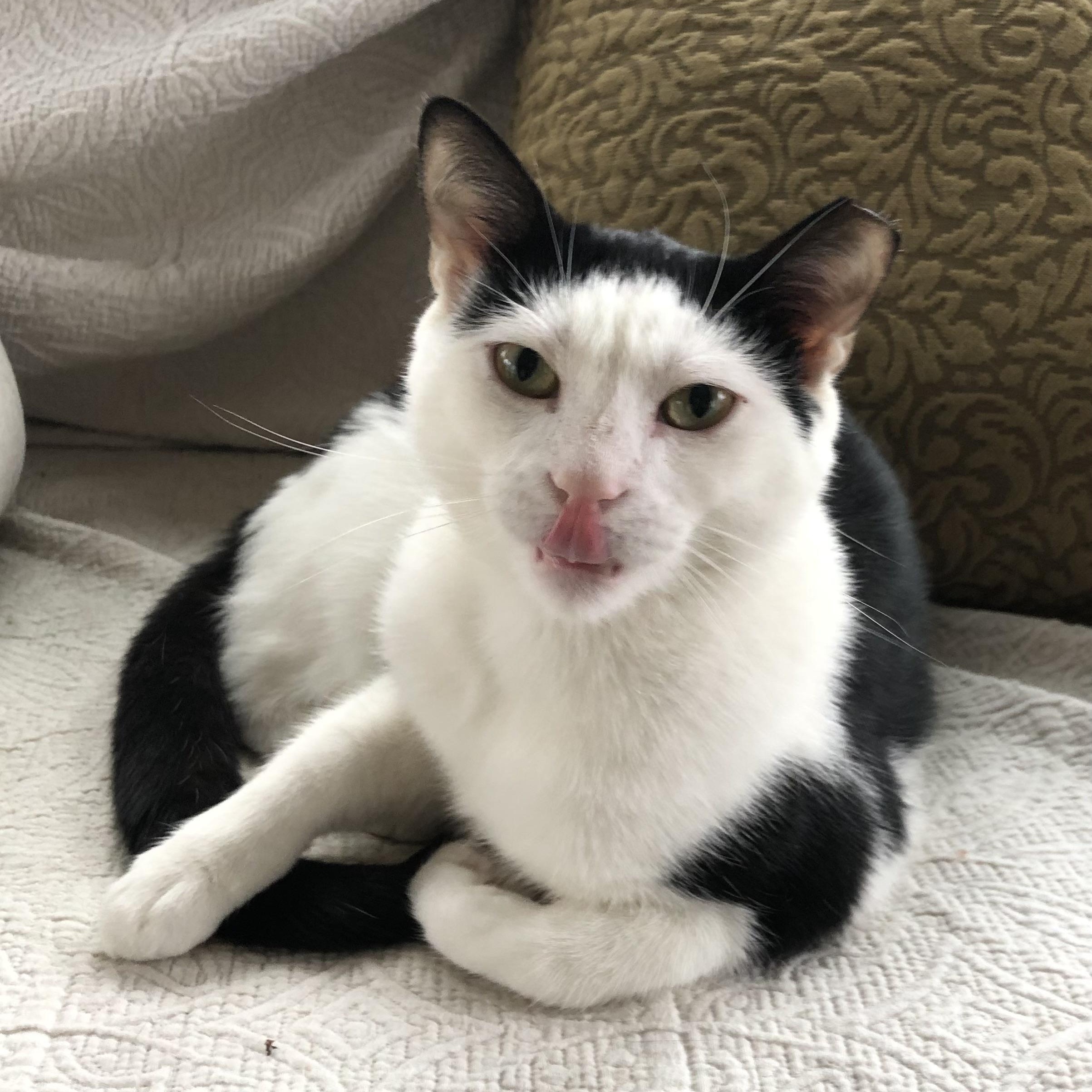 Sushi, adopted, Young Male Domestic Short Hair.