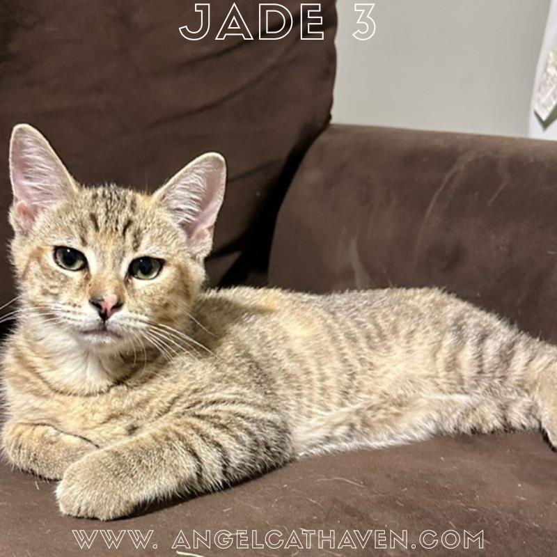 Jade 3, ADOPTABLE, Kitten Female Domestic Short Hair.