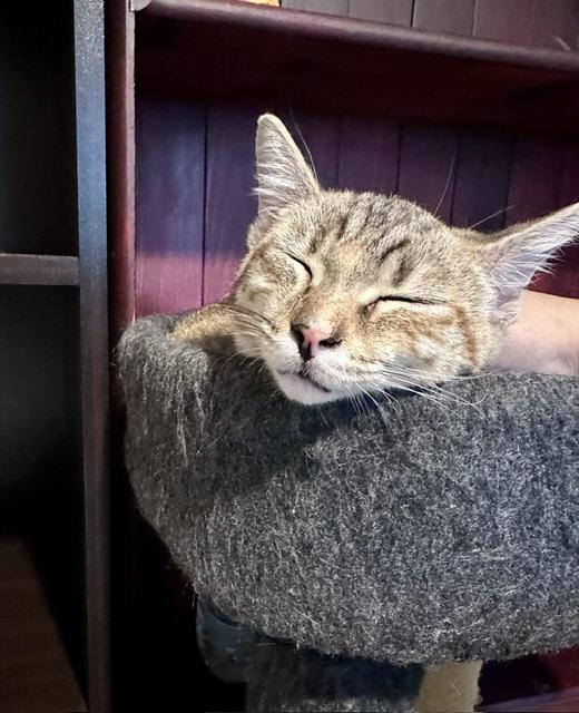 Enlarge Jade 3, a ADOPTABLE Domestic Short Hair in Plainville, MA image 2/2