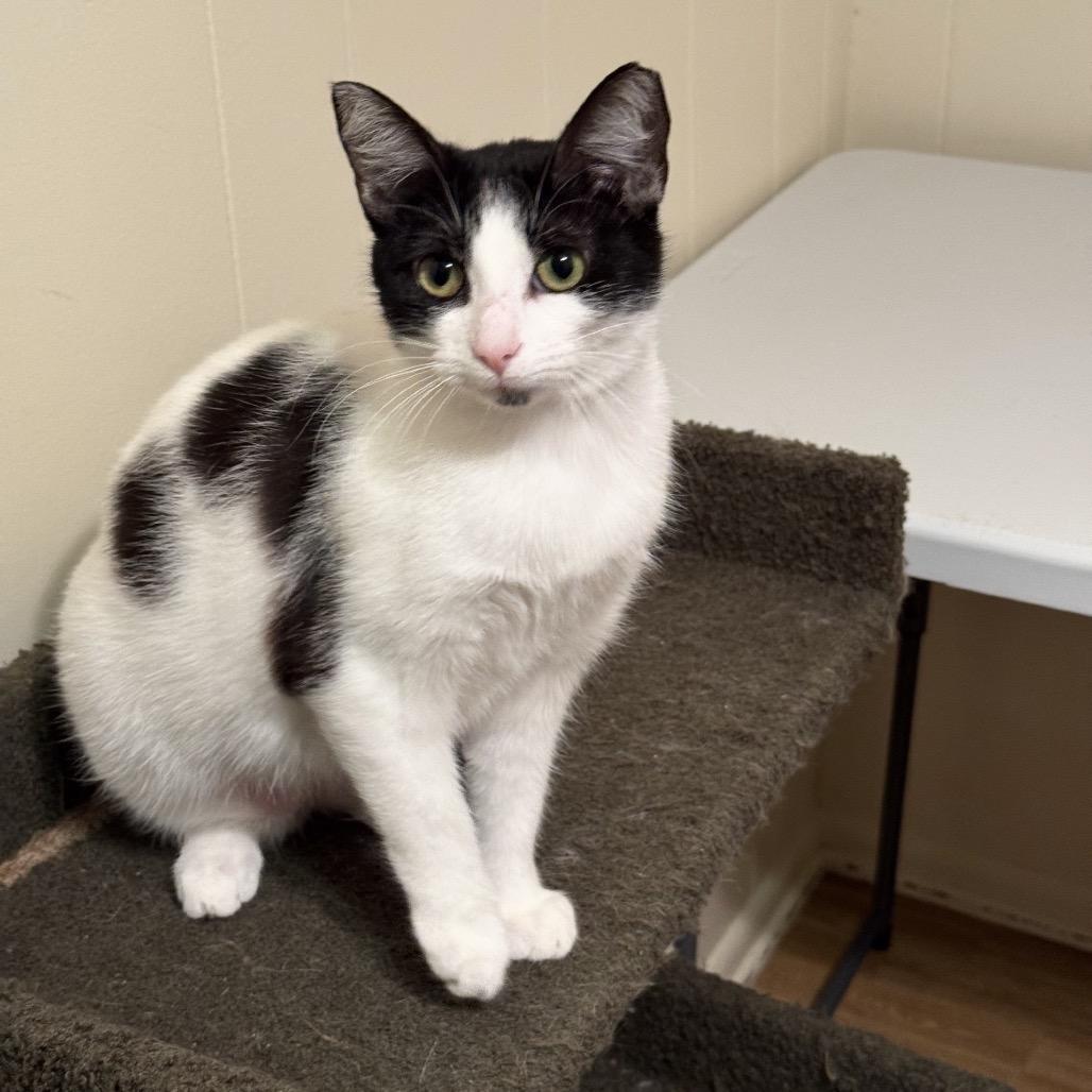 Tiffany, Adoptable, Young Female Domestic Short Hair.