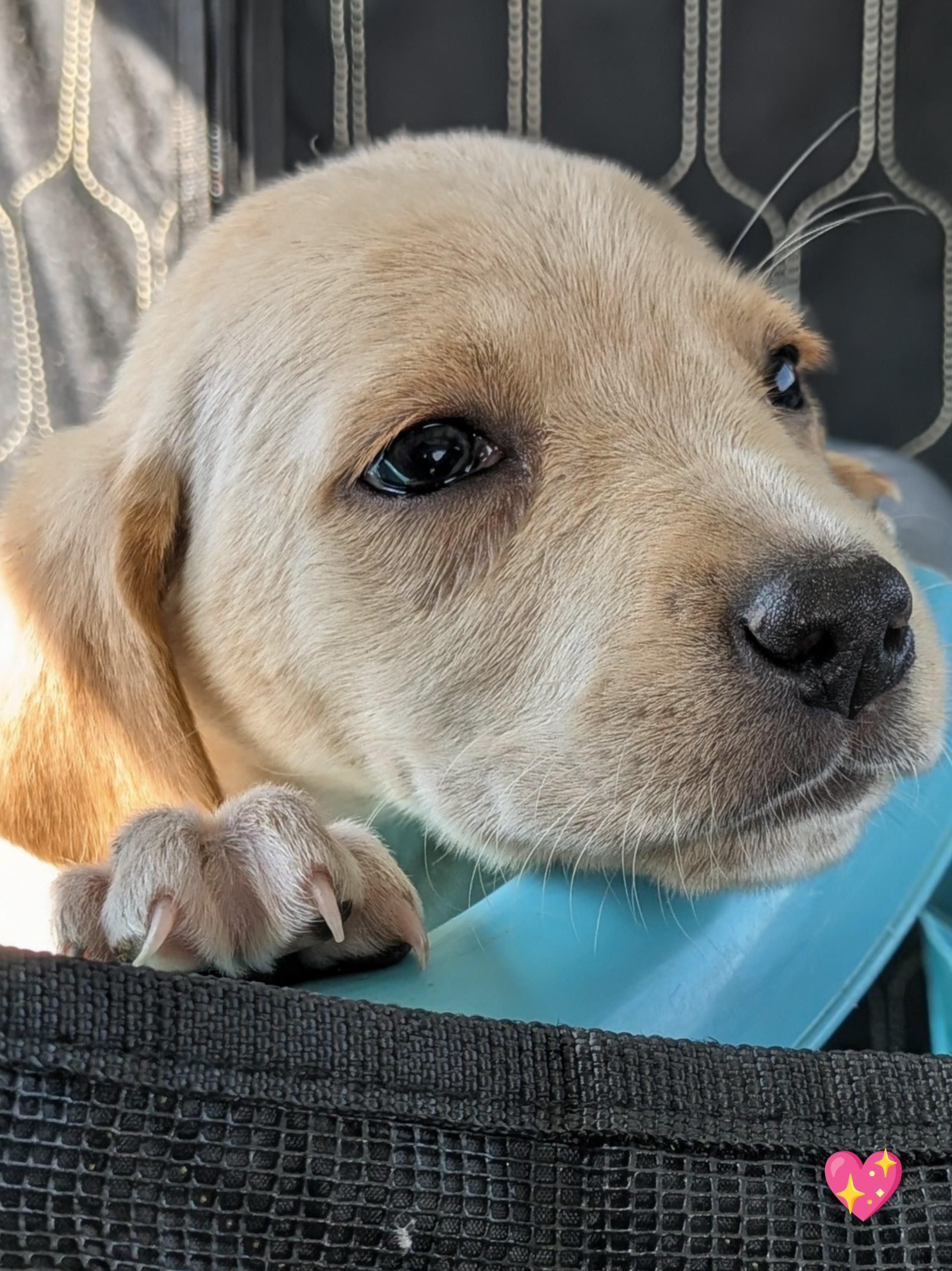 Bebop, a Adopted mixed breed in TULSA, OK image 2/6