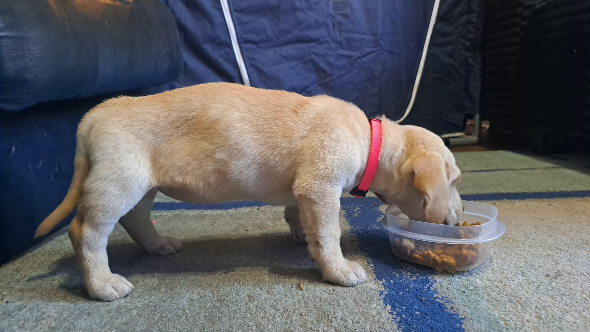 Bebop, a Adopted mixed breed in TULSA, OK image 3/6