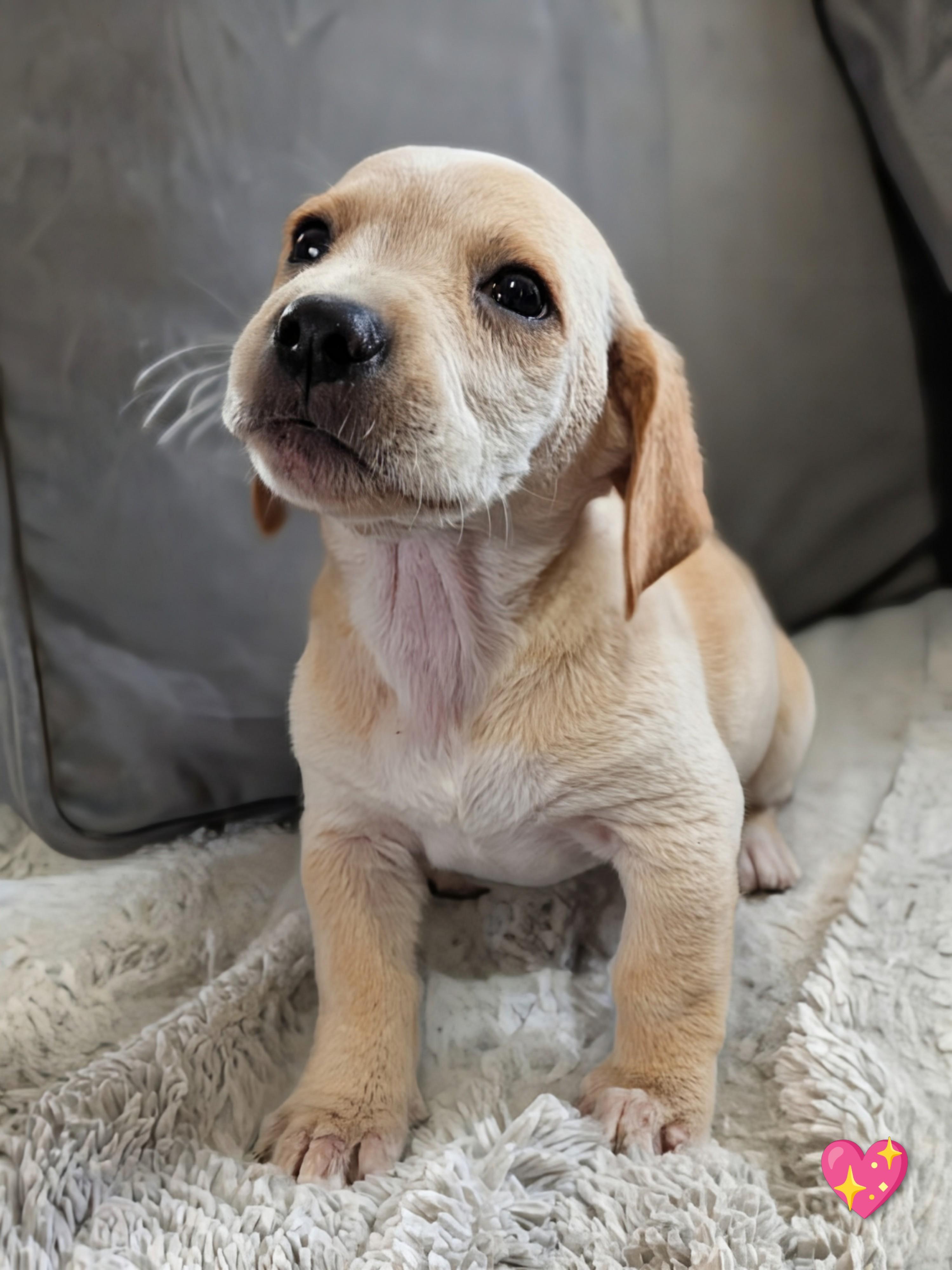 Bebop, a Adopted mixed breed in TULSA, OK image 4/6