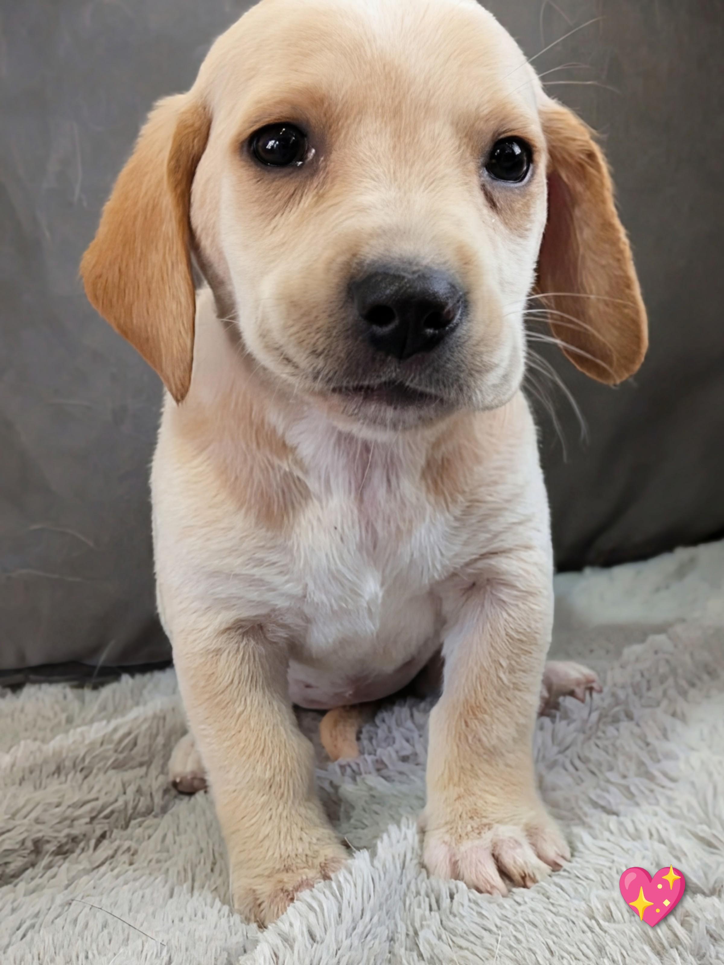 Bebop, a Adopted mixed breed in TULSA, OK image 5/6