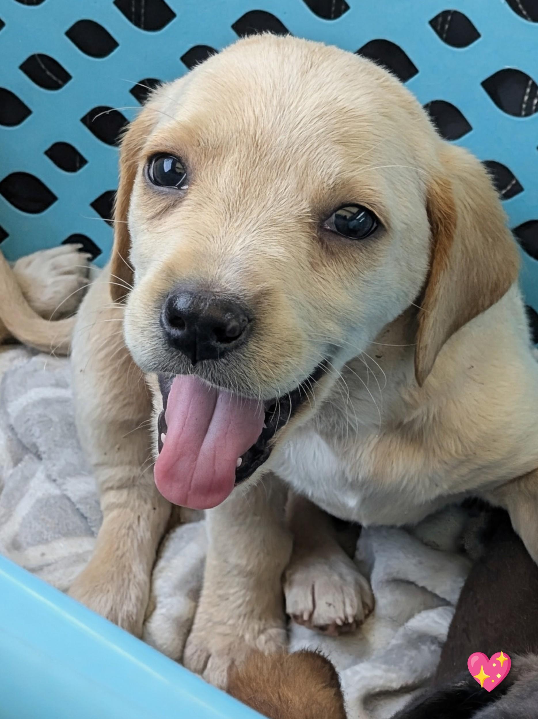 Bebop, a Adopted mixed breed in TULSA, OK image 6/6
