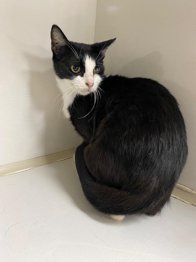 Novella, Adoptable, Adult Female Domestic Short Hair.