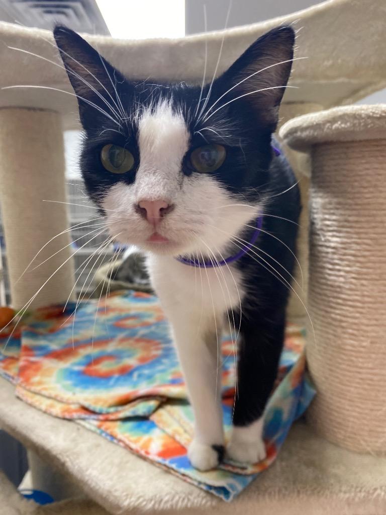Enlarge Novella, a Adoptable mixed breed in Corpus Christi, TX image 2/2