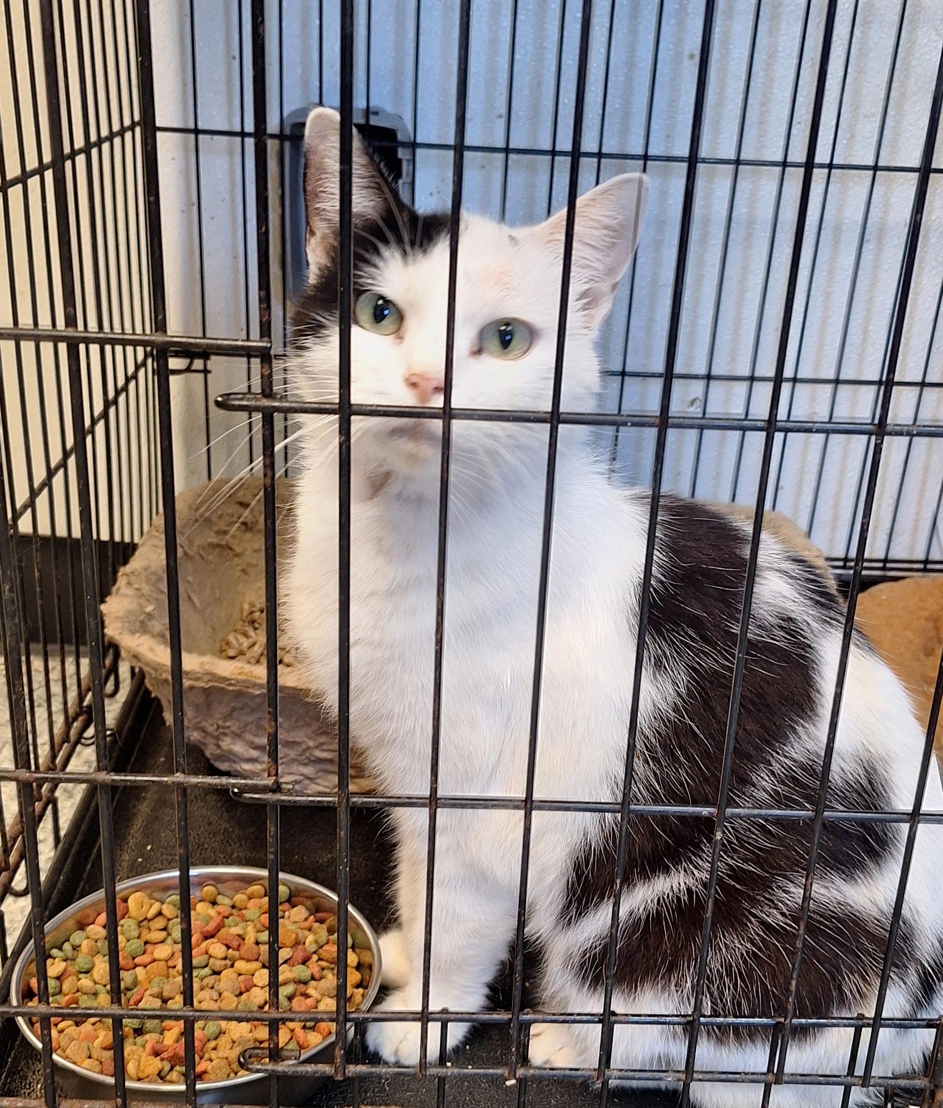 Selene, Adoptable, Adult Female Domestic Short Hair.