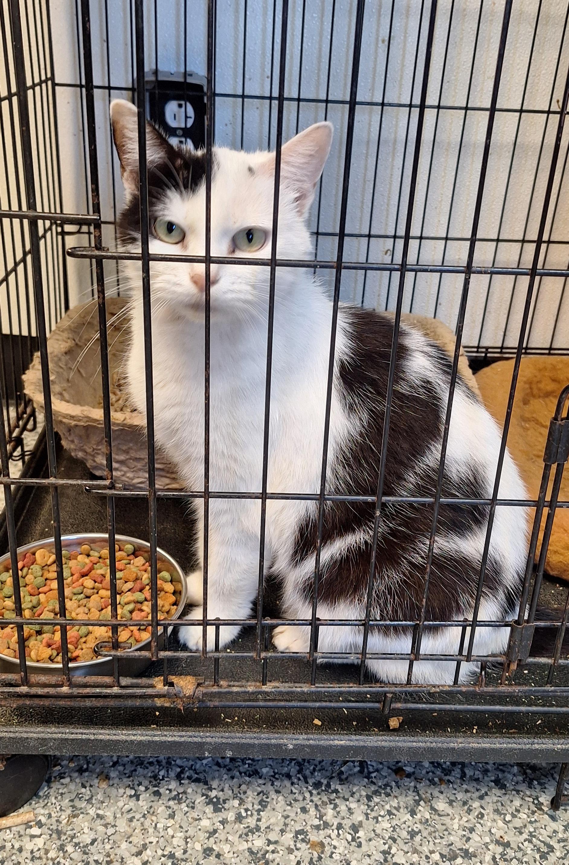 Enlarge Selene, a Adoptable Domestic Short Hair in Stanton, KY image 2/2