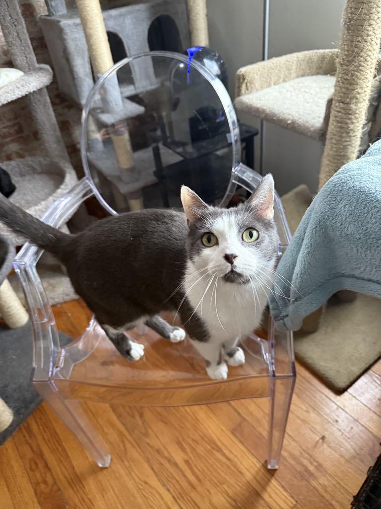 Morgan, a Adoptable Domestic Short Hair in Huntington, NY image 4/4