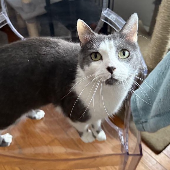 Morgan, a Adoptable Domestic Short Hair in Huntington, NY image 2/4