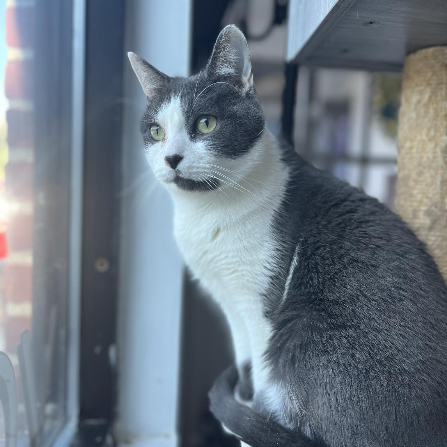 Morgan, a Adoptable Domestic Short Hair in Huntington, NY image 3/4