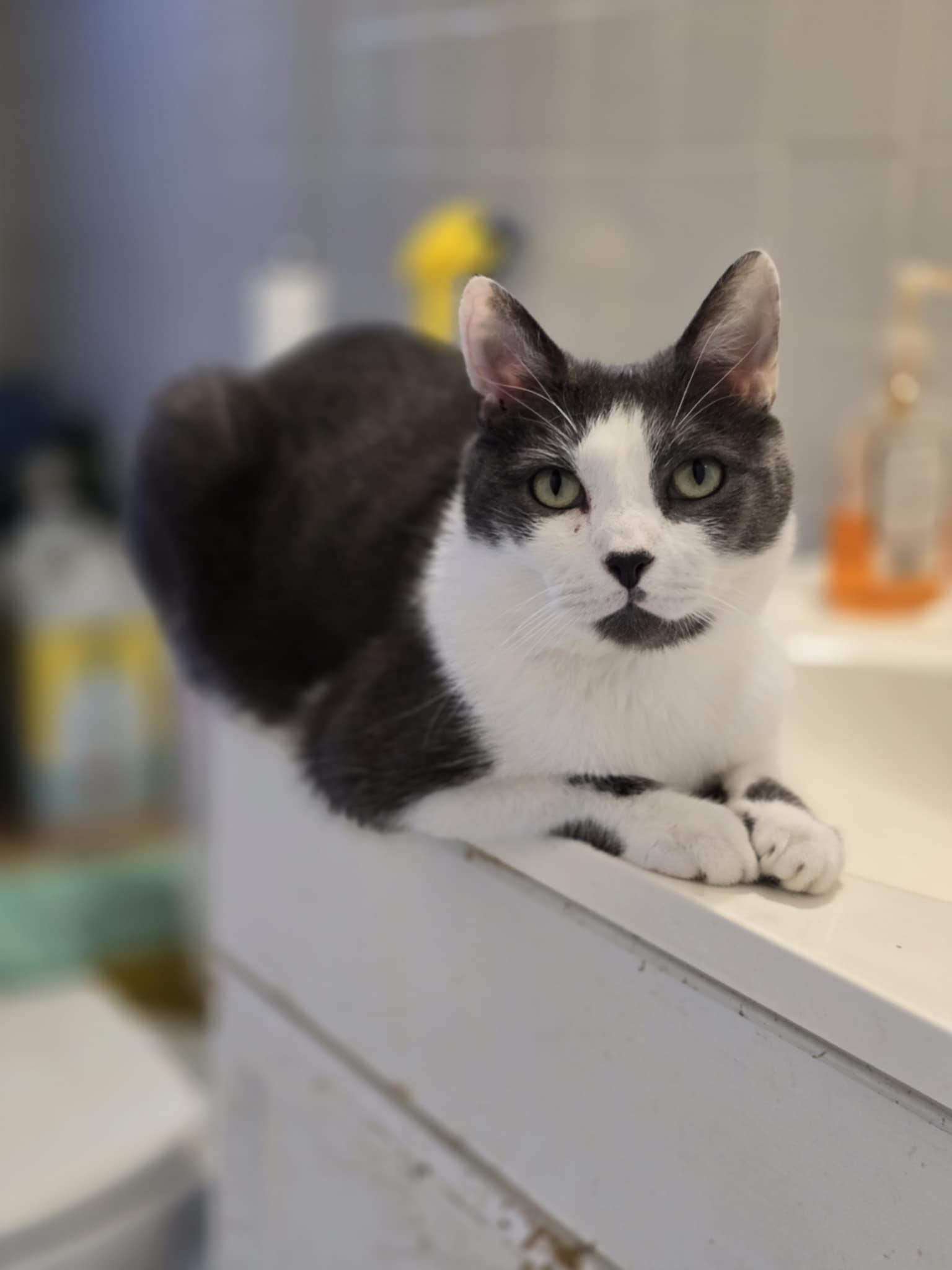 Morgan, Young Male Domestic Short Hair