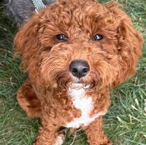 Bingo, adopted, Young Male Cavapoo & Miniature Poodle.