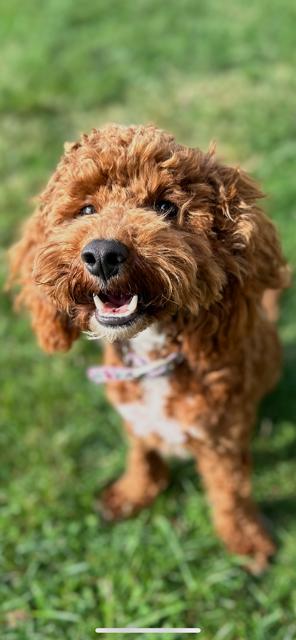 Enlarge Bingo, an adopted mixed breed in Stamford, CT image 6/6