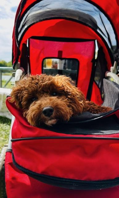 Enlarge Bingo, an adopted mixed breed in Stamford, CT image 4/6