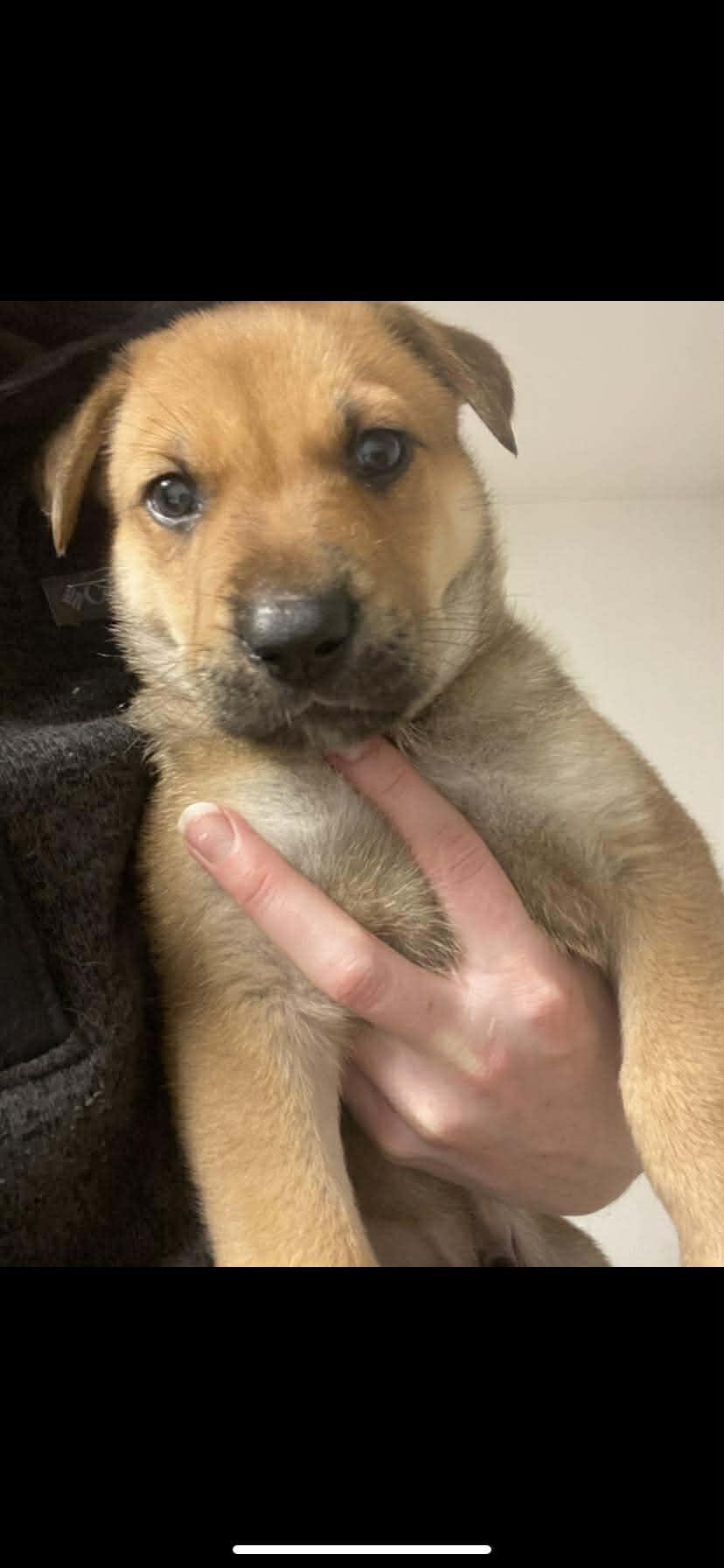 Enlarge PUPPY FOSTER HOMES NEEDED, a ADOPTABLE mixed breed in Lake Cowichan, BC image 2/3