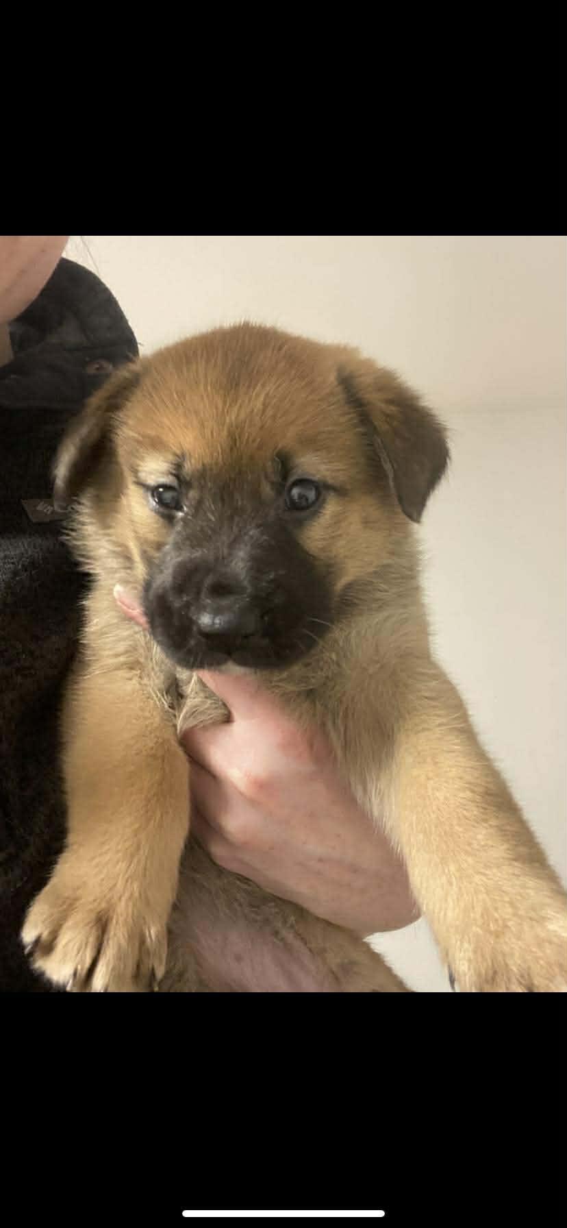 Enlarge PUPPY FOSTER HOMES NEEDED, a ADOPTABLE mixed breed in Lake Cowichan, BC image 1/3