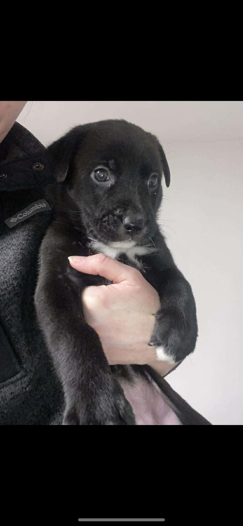 Enlarge PUPPY FOSTER HOMES NEEDED, a ADOPTABLE mixed breed in Lake Cowichan, BC image 3/3