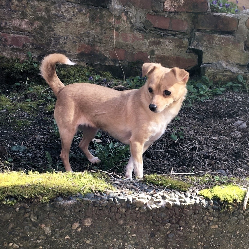 Maria - Shy little one!, Adoptable, Adult Female Chihuahua.